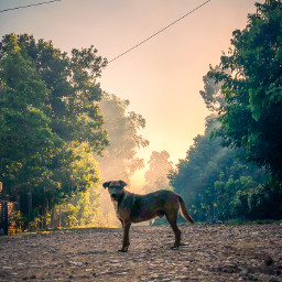 freetoedit dog sunrise guatemala