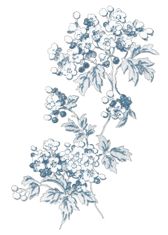 floral flower ornament vintage blue blueaesthetic lightblueaesthetic lightblue pastelblue babyblue softblue white whiteaesthetic scrapbook bulletjournal freetoedit